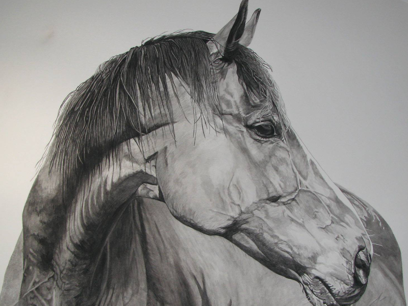 horsefrt